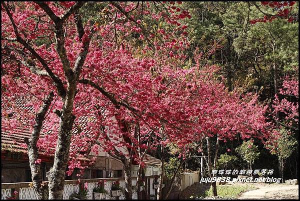 武陵農場12.JPG 武陵農場12.JPG
