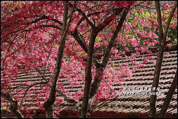 武陵農場15.JPG 武陵農場15.JPG