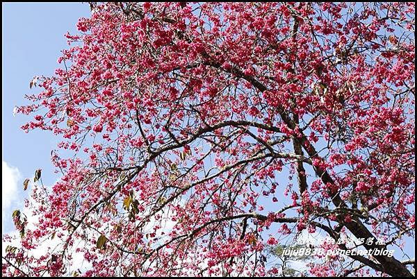 武陵農場17.JPG 武陵農場17.JPG