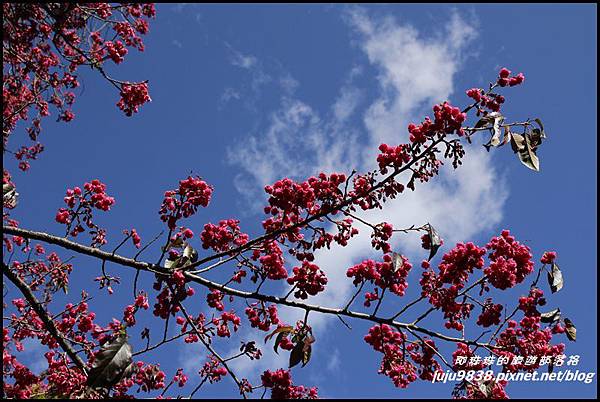 武陵農場18.JPG 武陵農場18.JPG