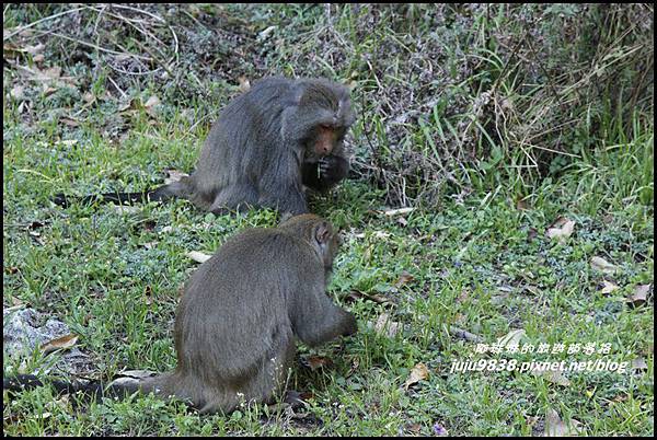 武陵農場23.JPG 武陵農場23.JPG