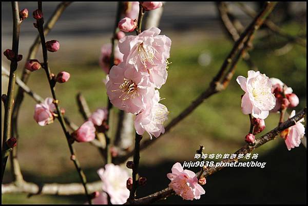 武陵農場39.JPG 武陵農場39.JPG