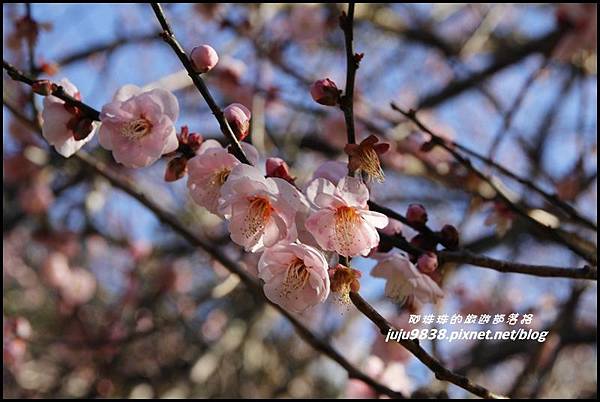 武陵農場40.JPG 武陵農場40.JPG