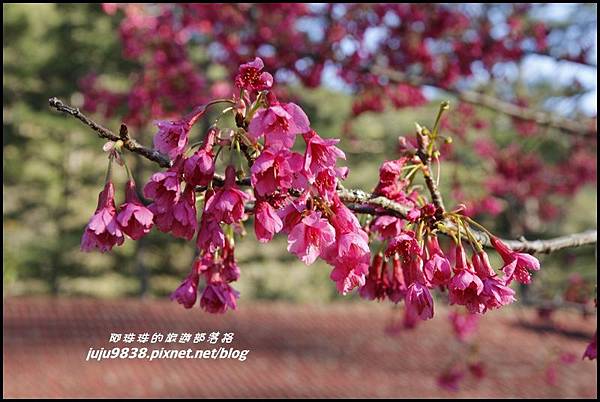 武陵農場43.JPG 武陵農場43.JPG