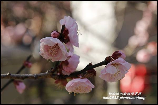 武陵農場44.JPG 武陵農場44.JPG