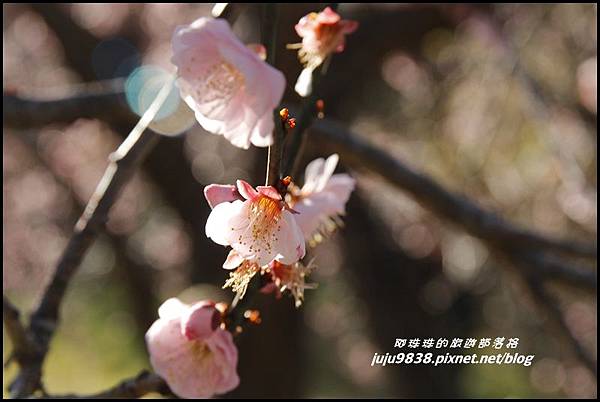 武陵農場45.JPG 武陵農場45.JPG