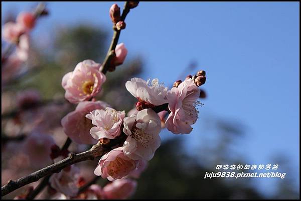 武陵農場46.JPG 武陵農場46.JPG