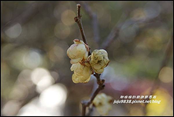 武陵農場50.JPG 武陵農場50.JPG