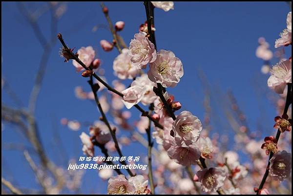 武陵農場52.JPG 武陵農場52.JPG