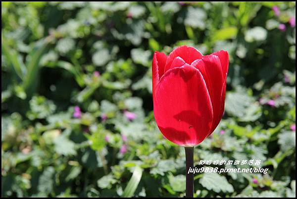 武陵農場58.JPG 武陵農場58.JPG