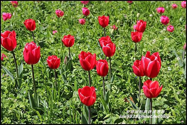 武陵農場59.JPG 武陵農場59.JPG