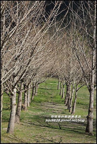 武陵農場62.JPG 武陵農場62.JPG