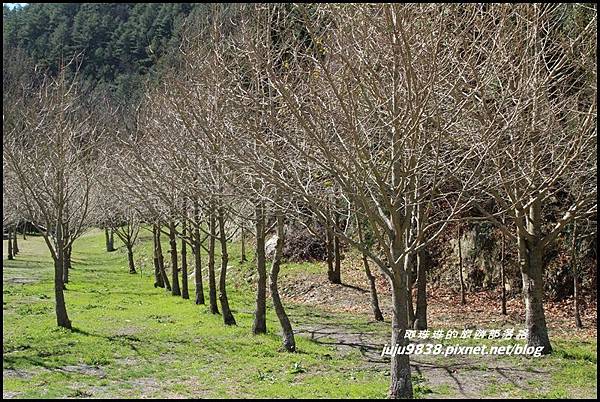 武陵農場63.JPG 武陵農場63.JPG