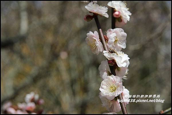 武陵農場65.JPG 武陵農場65.JPG