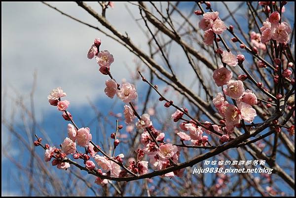 武陵農場66.JPG 武陵農場66.JPG