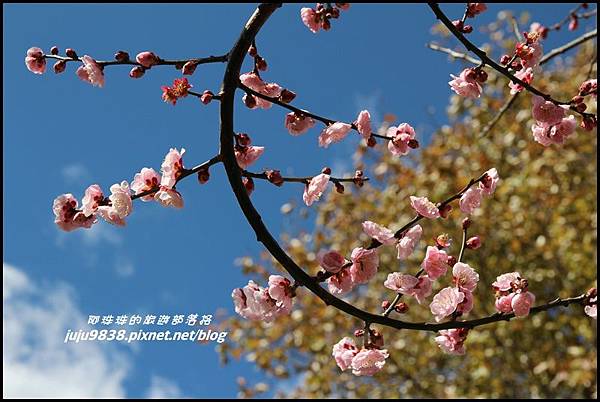 武陵農場67.JPG 武陵農場67.JPG