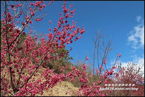 武陵農場70.JPG 武陵農場70.JPG