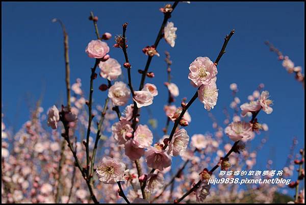 武陵農場77.JPG 武陵農場77.JPG