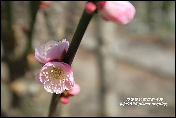 武陵農場89.JPG 武陵農場89.JPG