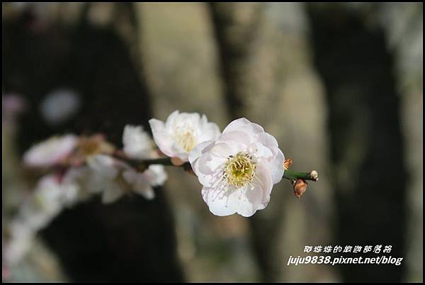 武陵農場91.JPG 武陵農場91.JPG