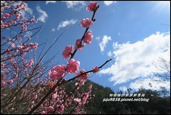 武陵農場94.JPG 武陵農場94.JPG