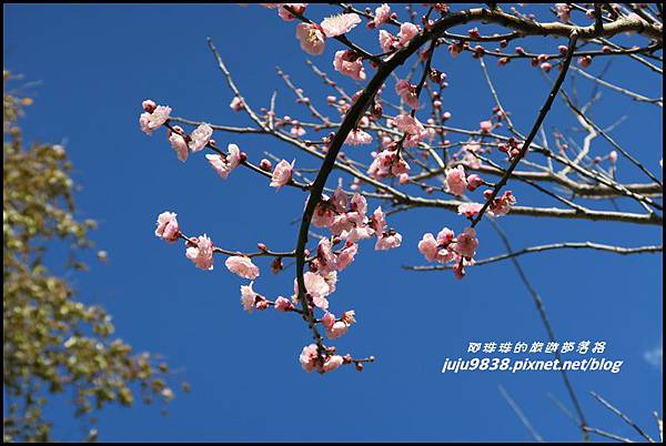 武陵農場95.JPG 武陵農場95.JPG