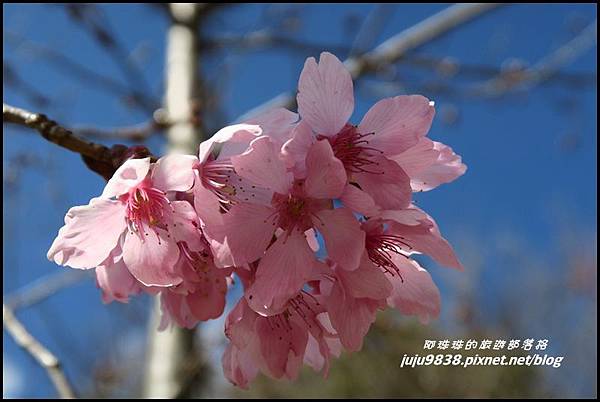 武陵農場99.JPG 武陵農場99.JPG