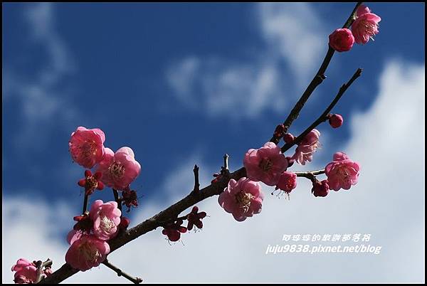 武陵農場105.JPG 武陵農場105.JPG