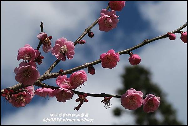 武陵農場107.JPG 武陵農場107.JPG