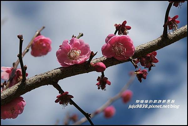 武陵農場106.JPG 武陵農場106.JPG