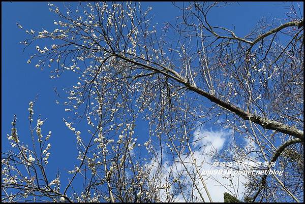 武陵農場115.JPG 武陵農場115.JPG