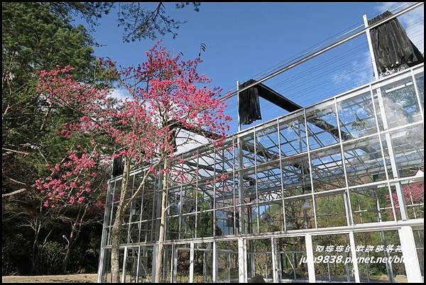 武陵農場125.JPG 武陵農場125.JPG