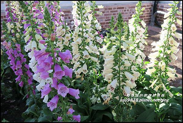 武陵農場129.JPG 武陵農場129.JPG