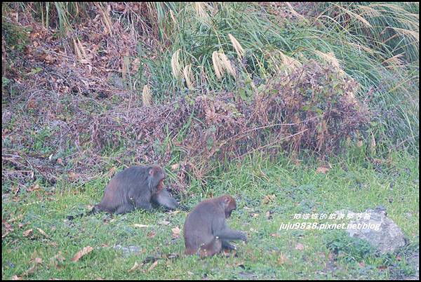 武陵農場136.JPG 武陵農場136.JPG