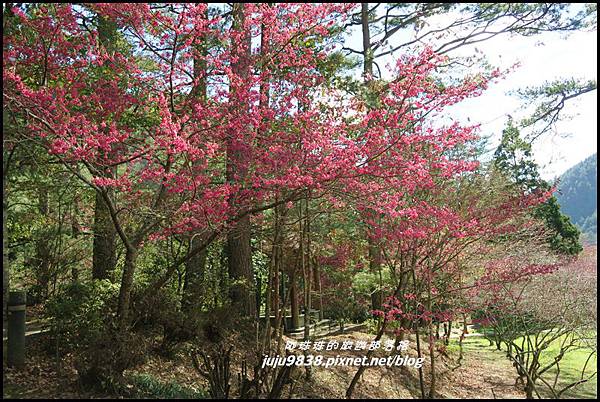 武陵農場135.JPG 武陵農場135.JPG