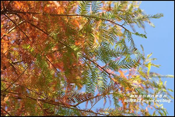 武陵農場169.JPG 武陵農場169.JPG