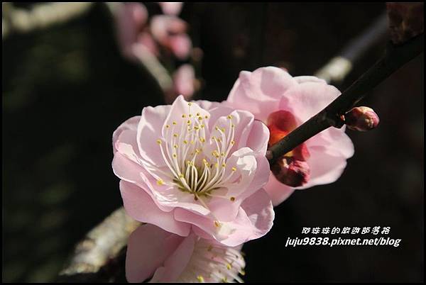 武陵農場178.JPG 武陵農場178.JPG