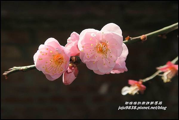 武陵農場181.JPG 武陵農場181.JPG