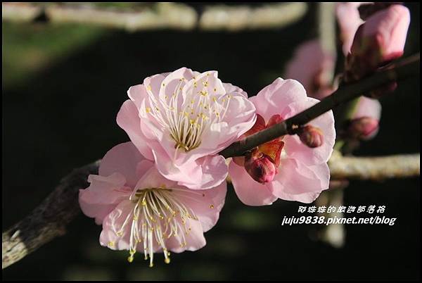 武陵農場180.JPG 武陵農場180.JPG