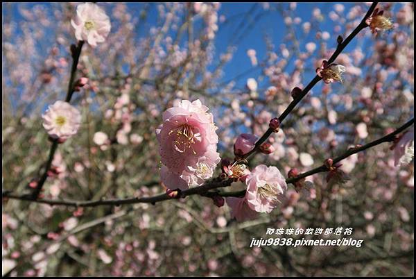 武陵農場182.JPG 武陵農場182.JPG