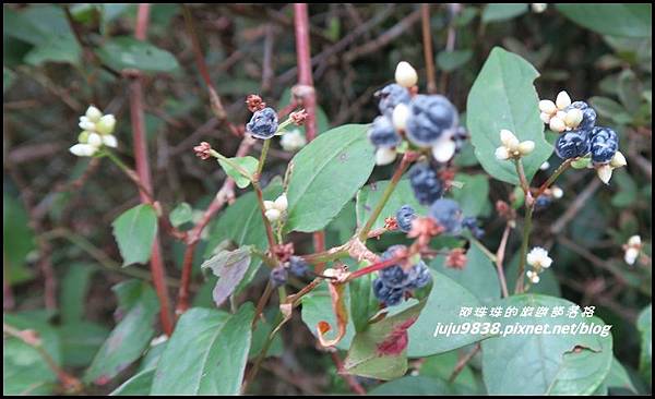 基隆山8.JPG 基隆山8.JPG