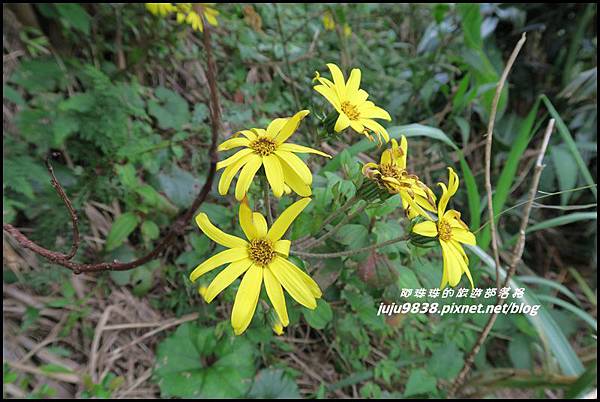 基隆山20.JPG 基隆山20.JPG