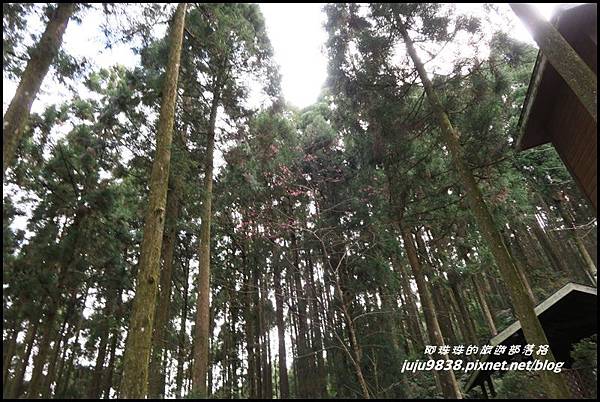 山上人家42.JPG 山上人家42.JPG