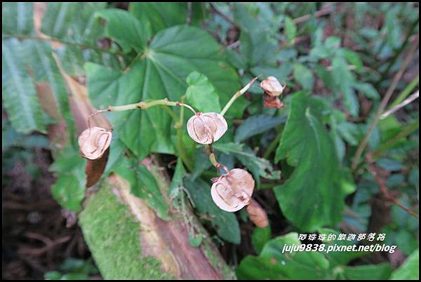 山上人家50.JPG 山上人家50.JPG