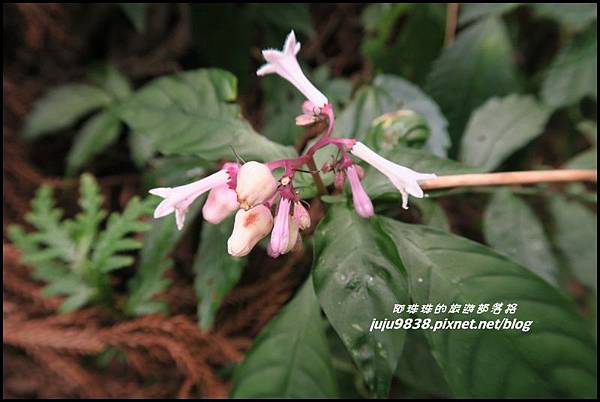 山上人家52.JPG 山上人家52.JPG