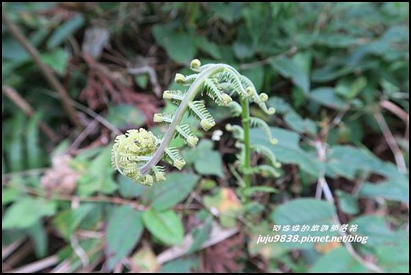 山上人家62.JPG 山上人家62.JPG