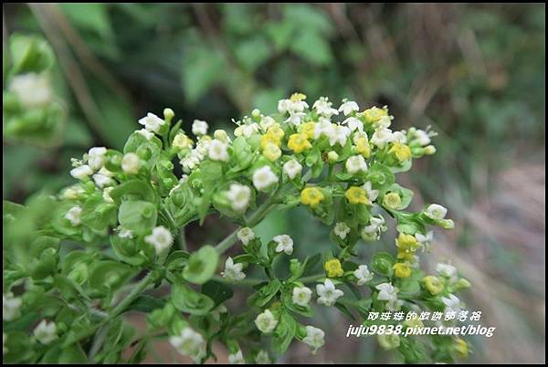 山上人家63.JPG 山上人家63.JPG