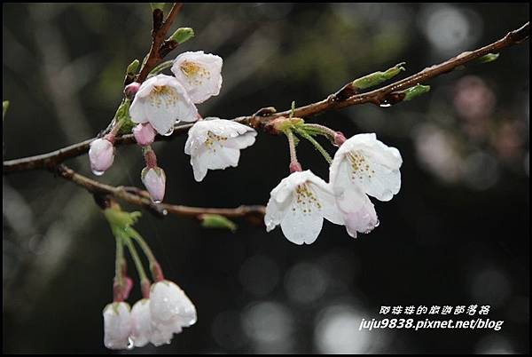 阿里山1.JPG 阿里山1.JPG