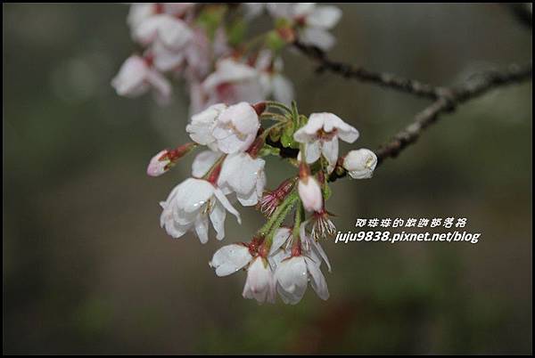 阿里山3.JPG 阿里山3.JPG