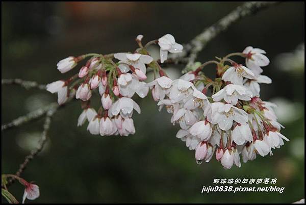 阿里山6.JPG 阿里山6.JPG